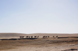 内蒙古旅游：草原上的美丽风光